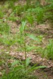 Rumex conglomeratus. Вегетирующее растение. Краснодарский край, Крымский р-н, окр. станицы Неберджаевская, ур. Темрючки, дубово-грабовый лес. 14.05.2022.