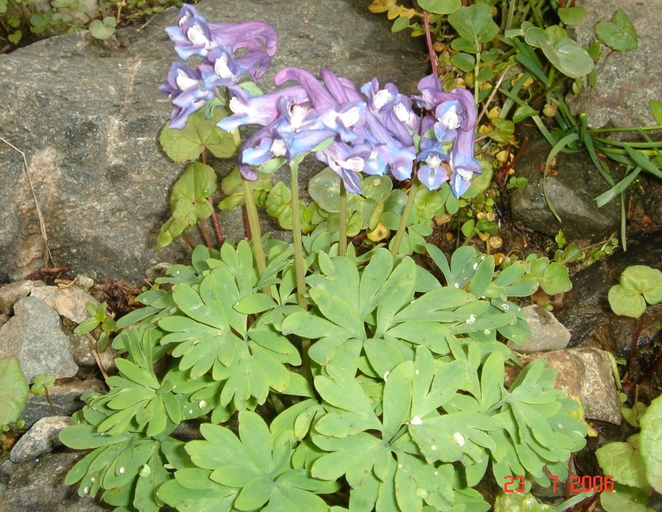 Изображение особи Corydalis emanuelii.