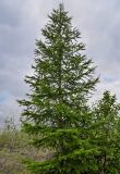 Larix sibirica. Крона взрослого дерева. Красноярский край, Таймырский Долгано-Ненецкий р-н, плато Путорана, устье р. Кутарамакан, опушка смешанного леса, берег реки. 23.07.2023.
