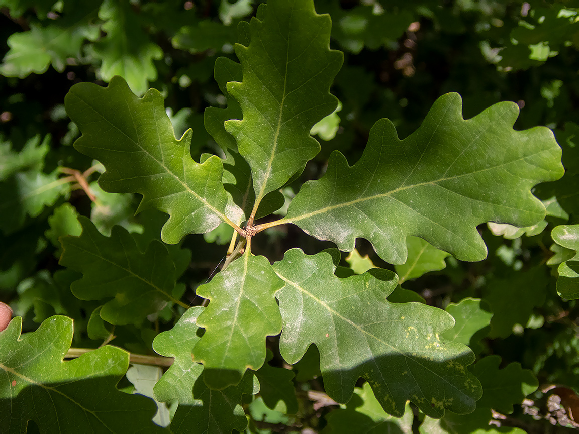 Image of Quercus pubescens specimen.