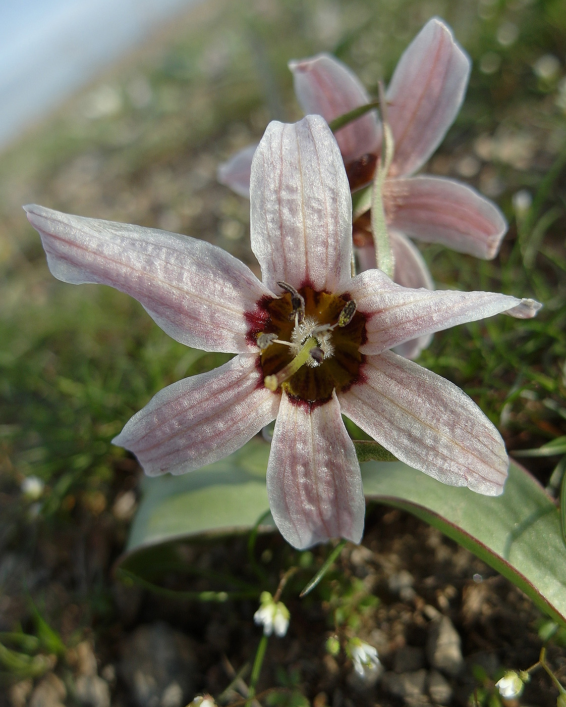 Image of Rhinopetalum stenantherum specimen.