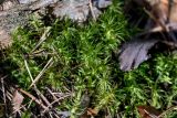 Dicranum polysetum. Верхушки побегов. Тверская обл., Конаковский р-н, долина р. Сестра, смешанный лес. 07.09.2024.
