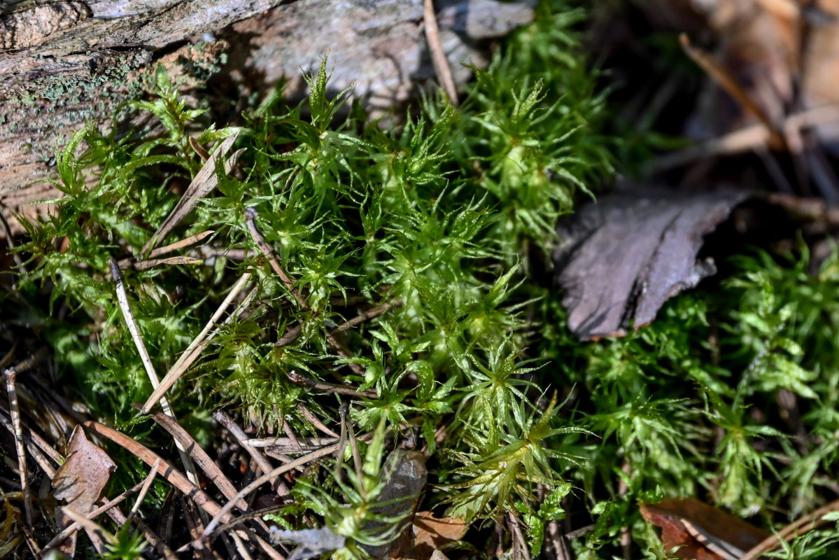 Image of Dicranum polysetum specimen.