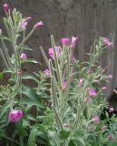 Epilobium hirsutum