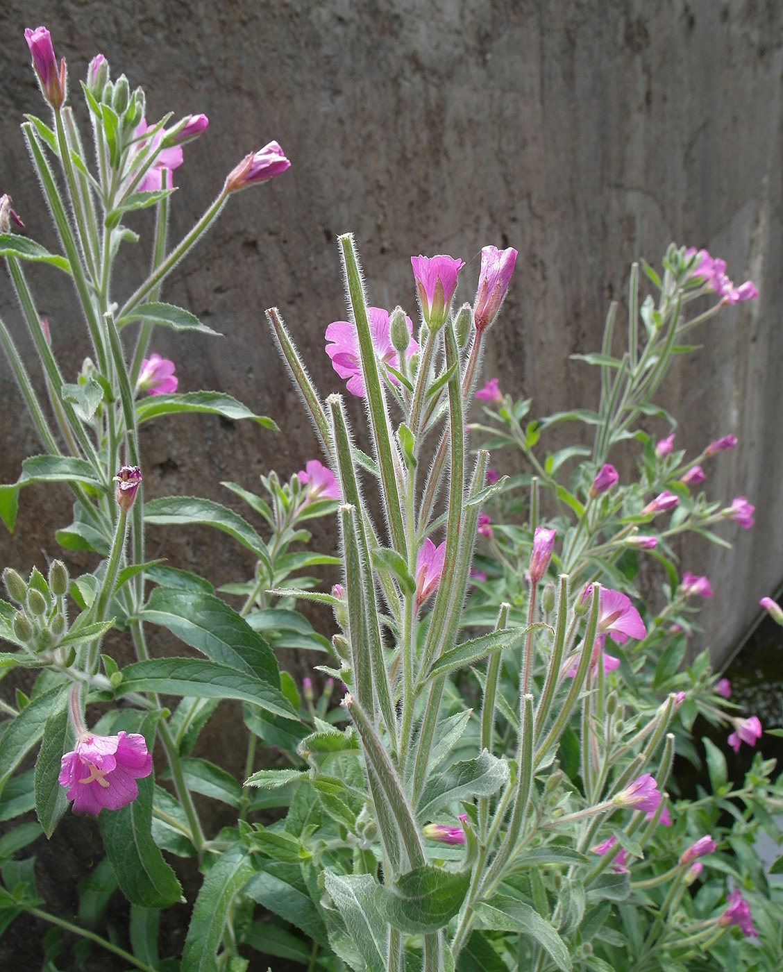 Image of Epilobium hirsutum specimen.