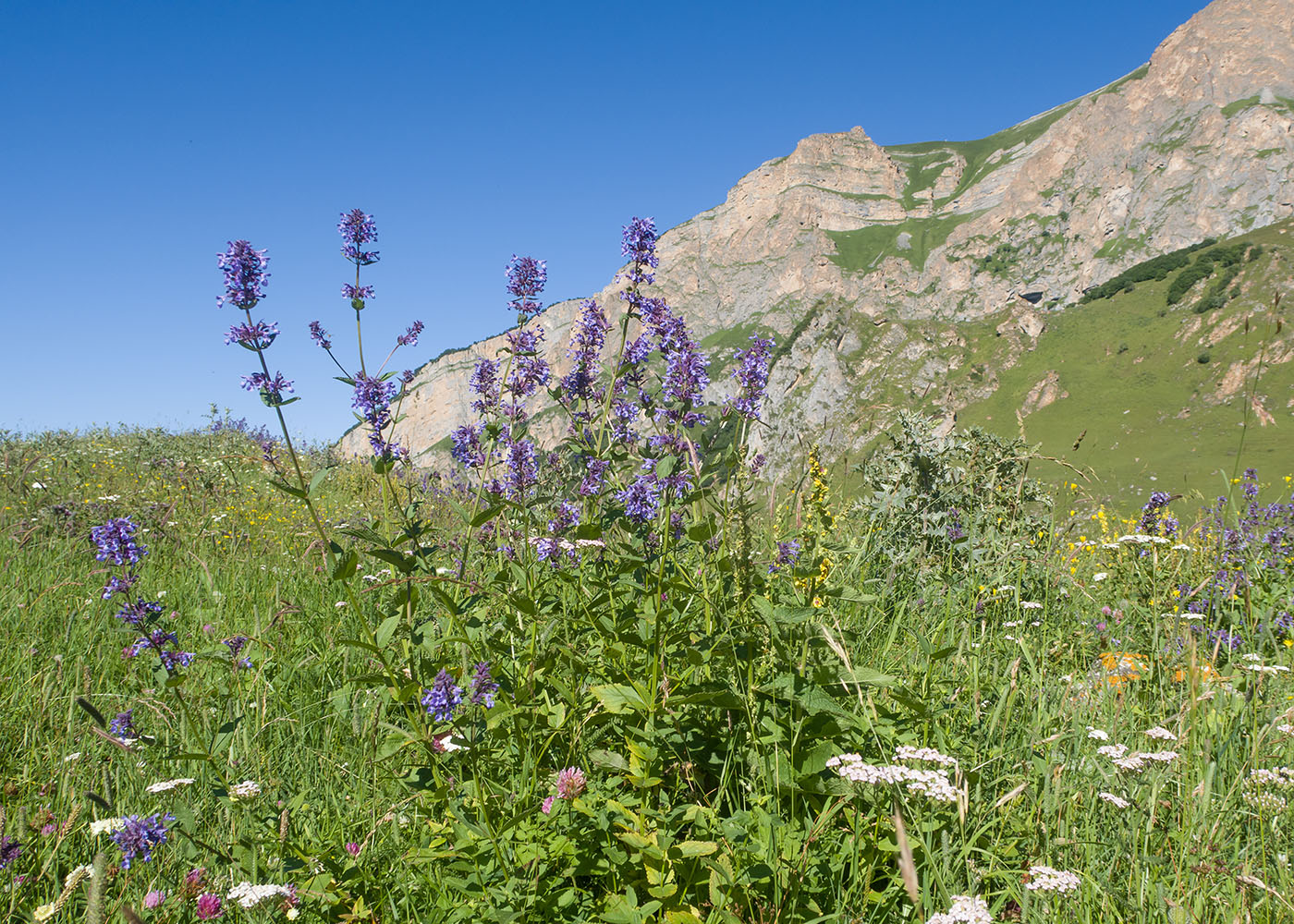 Изображение особи Nepeta grandiflora.