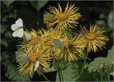 Telekia speciosa