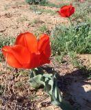 Tulipa alberti