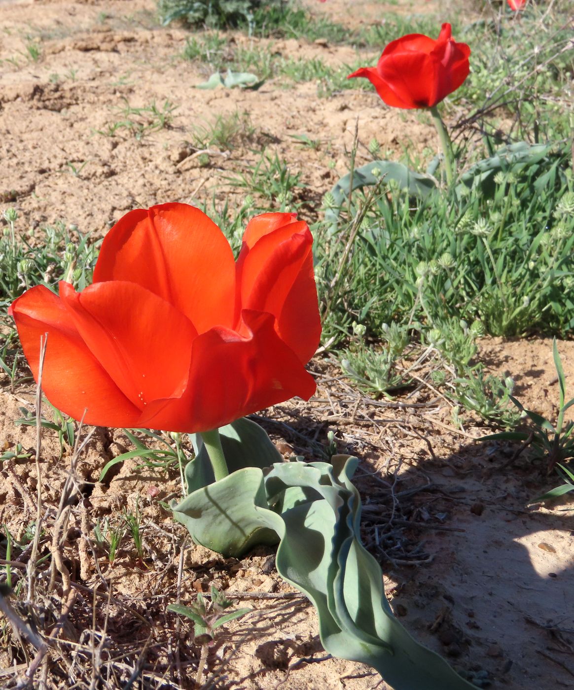Изображение особи Tulipa alberti.