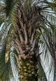 Butia capitata