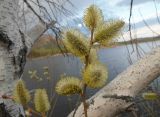 Salix caprea