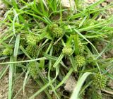 Cyperus michelianus