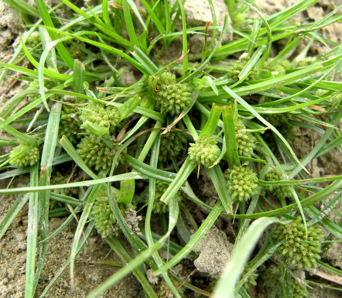 Image of Cyperus michelianus specimen.