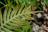 Polypodium cambricum