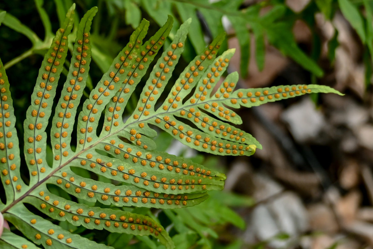 Image of Polypodium cambricum specimen.
