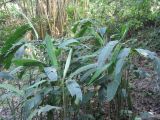 Heliconia angusta. Вегетирующее растение. Лаос, 10 км от г. Луанг-Прабанг, джунгли. Январь 2025 г.