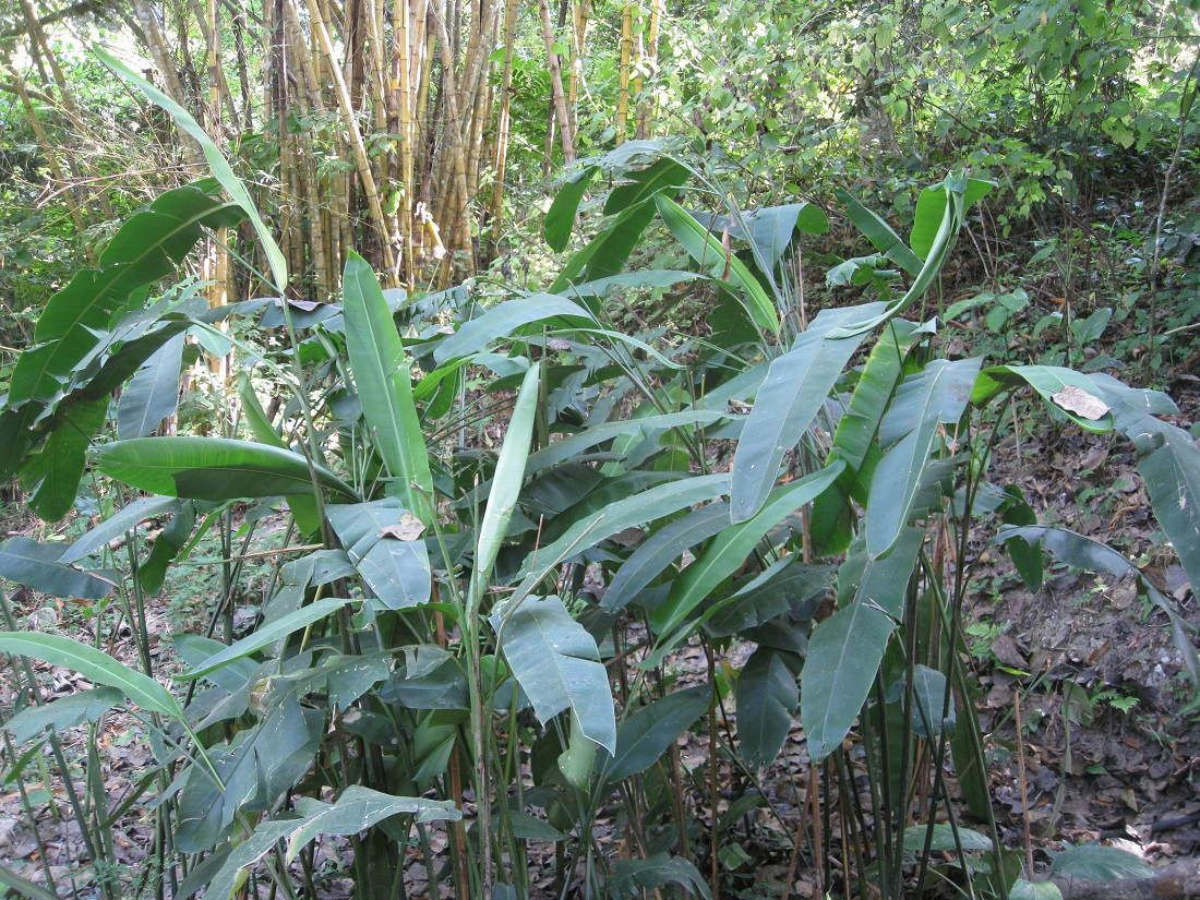 Изображение особи Heliconia angusta.