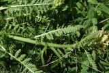 genus Pedicularis. Часть побега. Турция, ил Ардахан, левый борт долины р. Рабат, рядом с крепостью Шайтан Калеси, выс. 1980 м н.у.м., небольшой луг на склоне. 18 мая 2025 г.