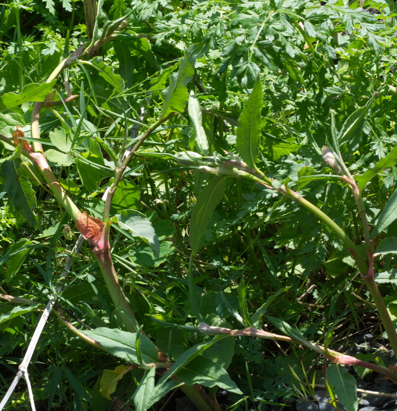 Image of familia Polygonaceae specimen.