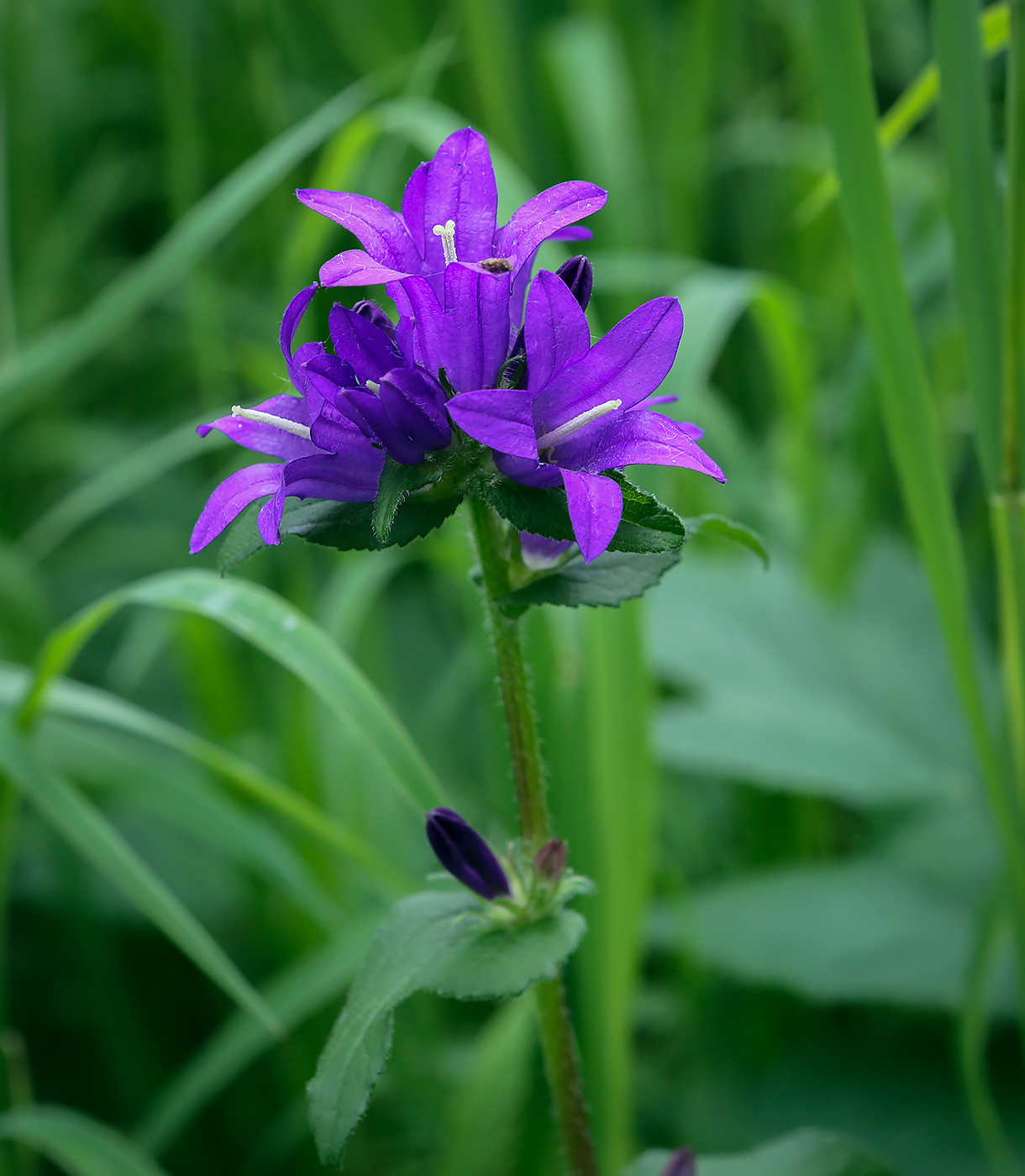 Изображение особи Campanula glomerata.