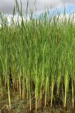 genus Typha