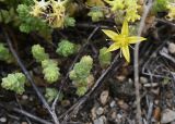 Sedum acre