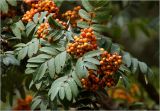 Sorbus aucuparia. Соплодие с незрелыми плодами и листья. Московская обл., Раменский р-н, окр. дер. Хрипань, садовый участок. 24.07.2025.