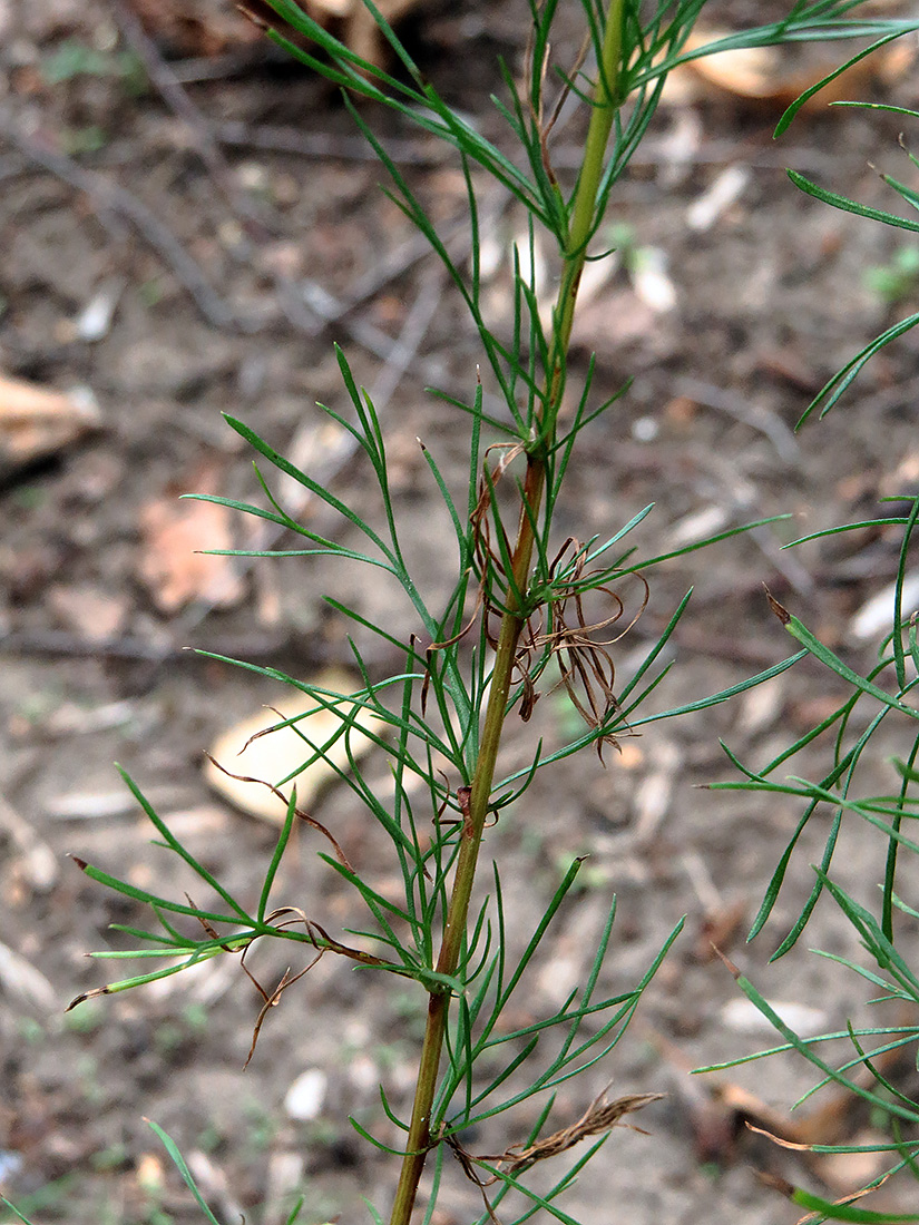 Image of genus Artemisia specimen.