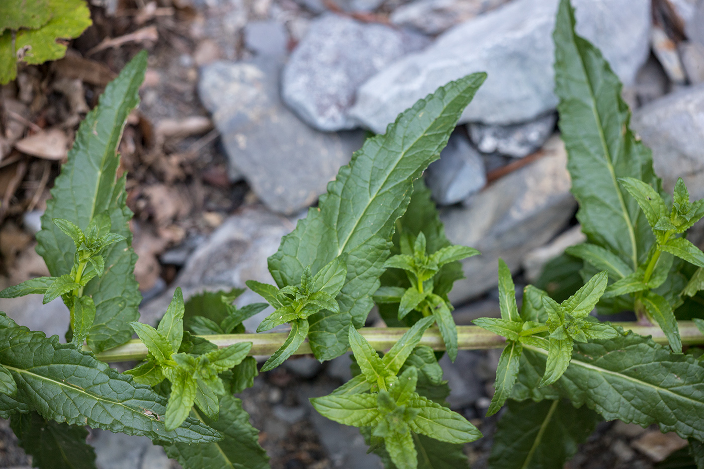 Image of Verbascum blattaria specimen.