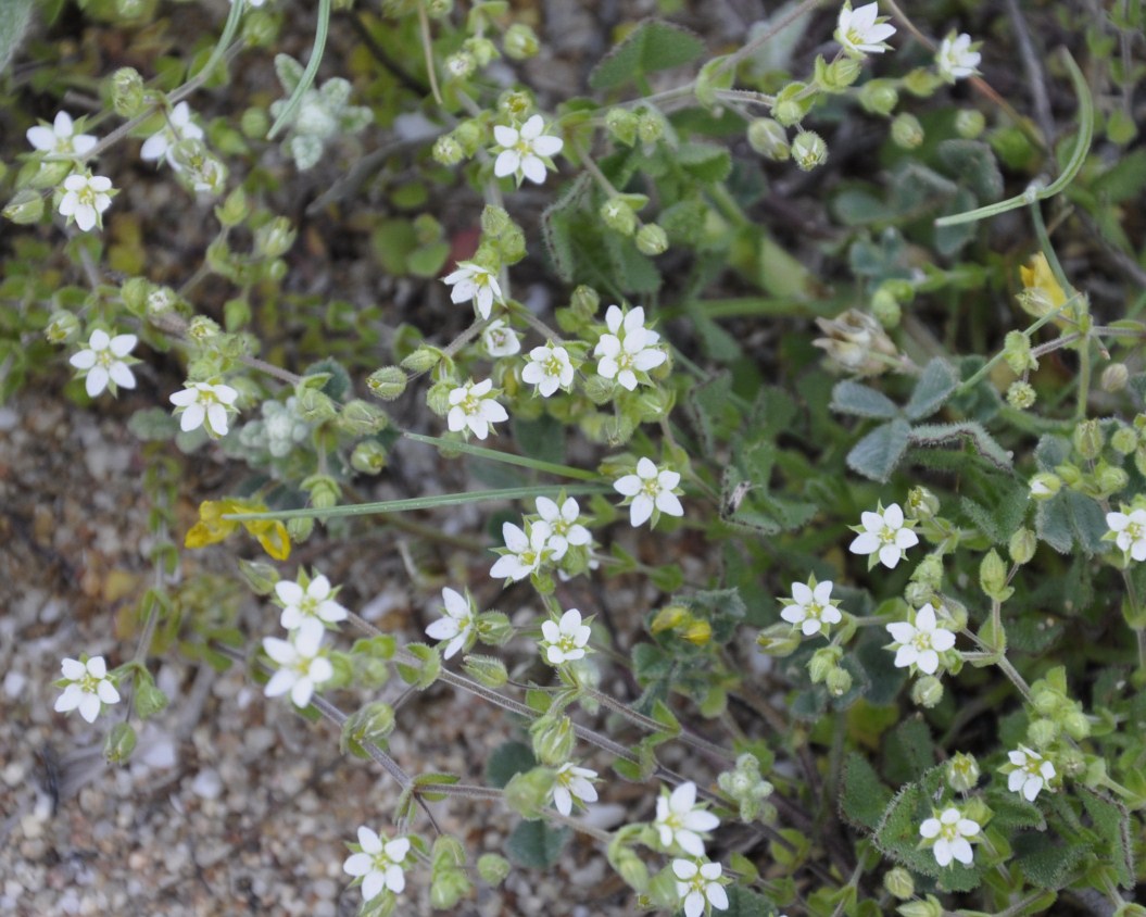 Image of Arenaria serpyllifolia specimen.