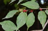 Lonicera maackii