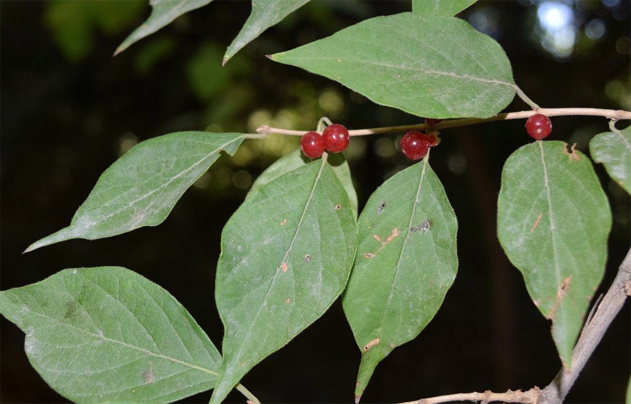 Image of Lonicera maackii specimen.