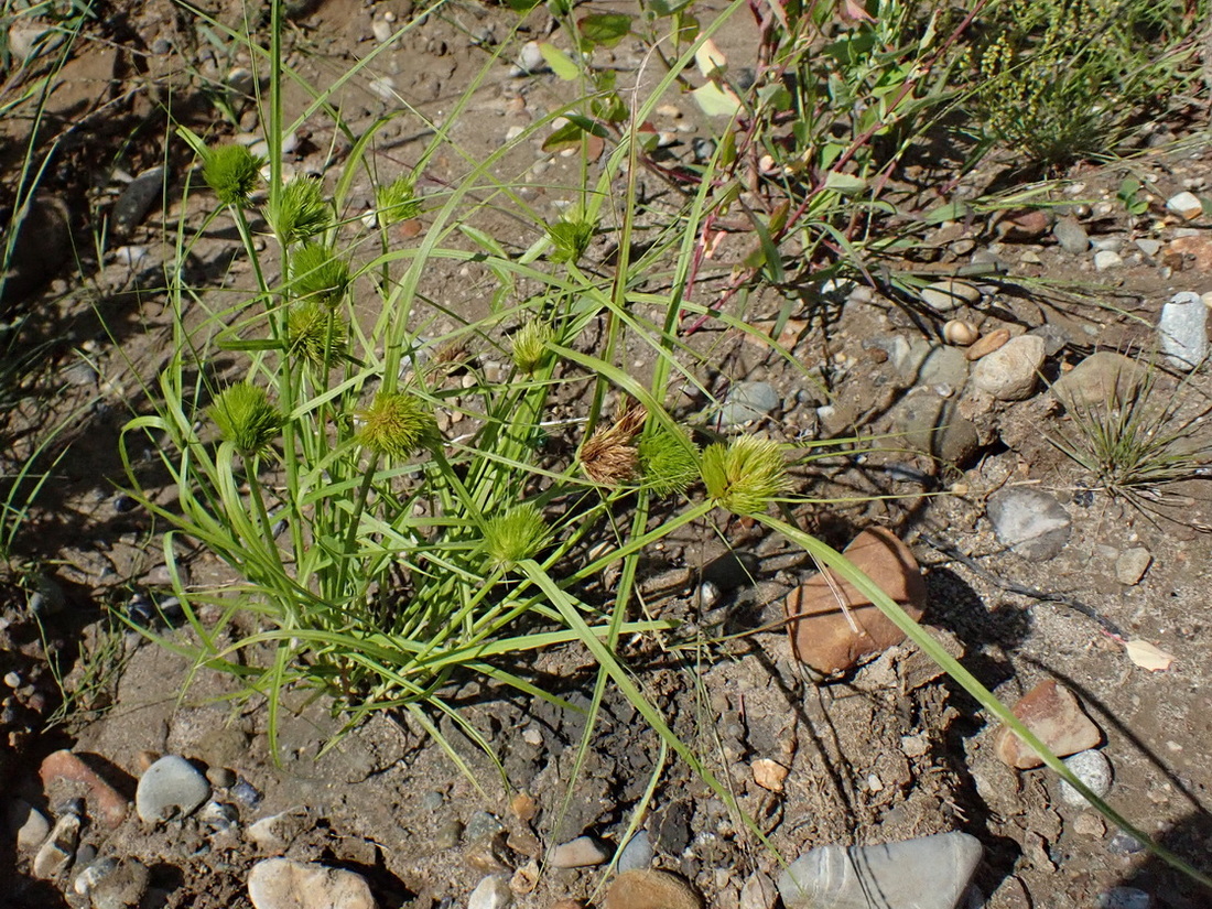Изображение особи Carex bohemica.