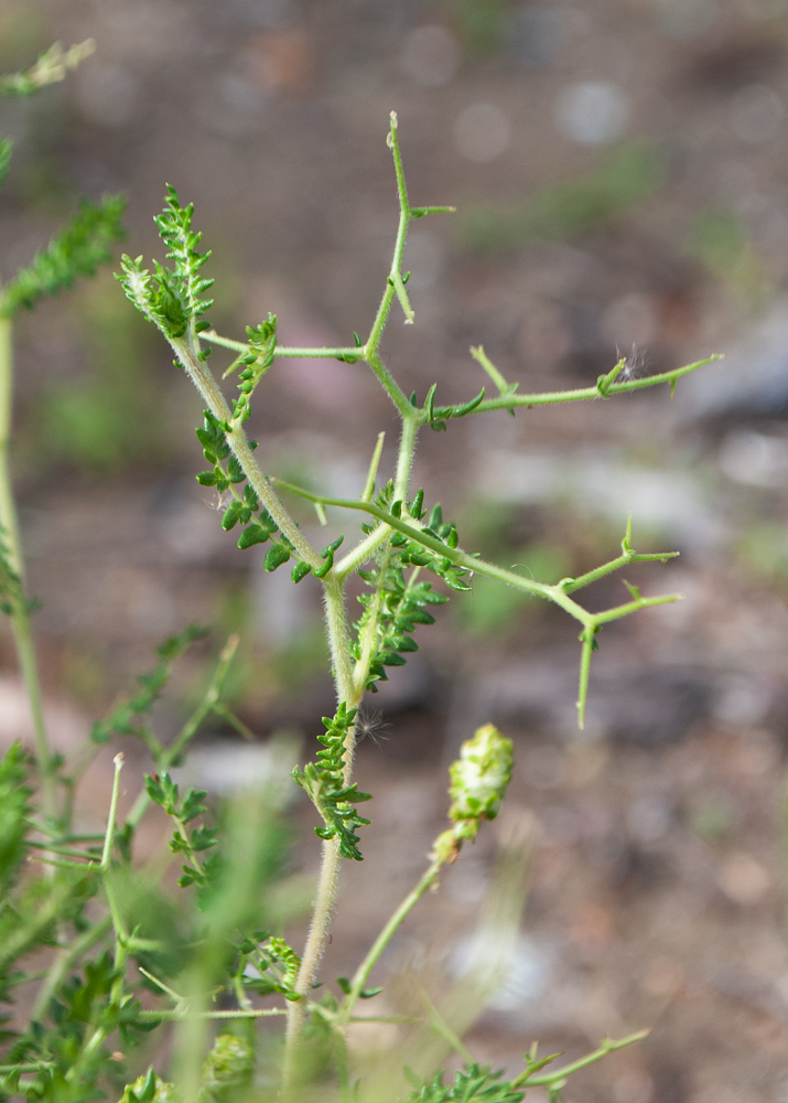 Image of Sarcopoterium spinosum specimen.