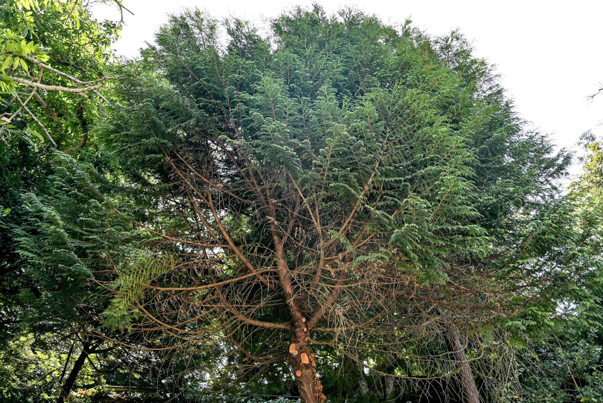 Image of Thuja plicata specimen.