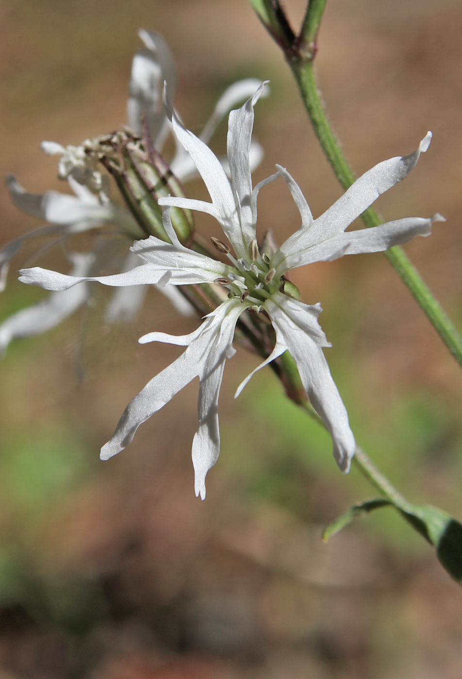Изображение особи Coccyganthe flos-cuculi.