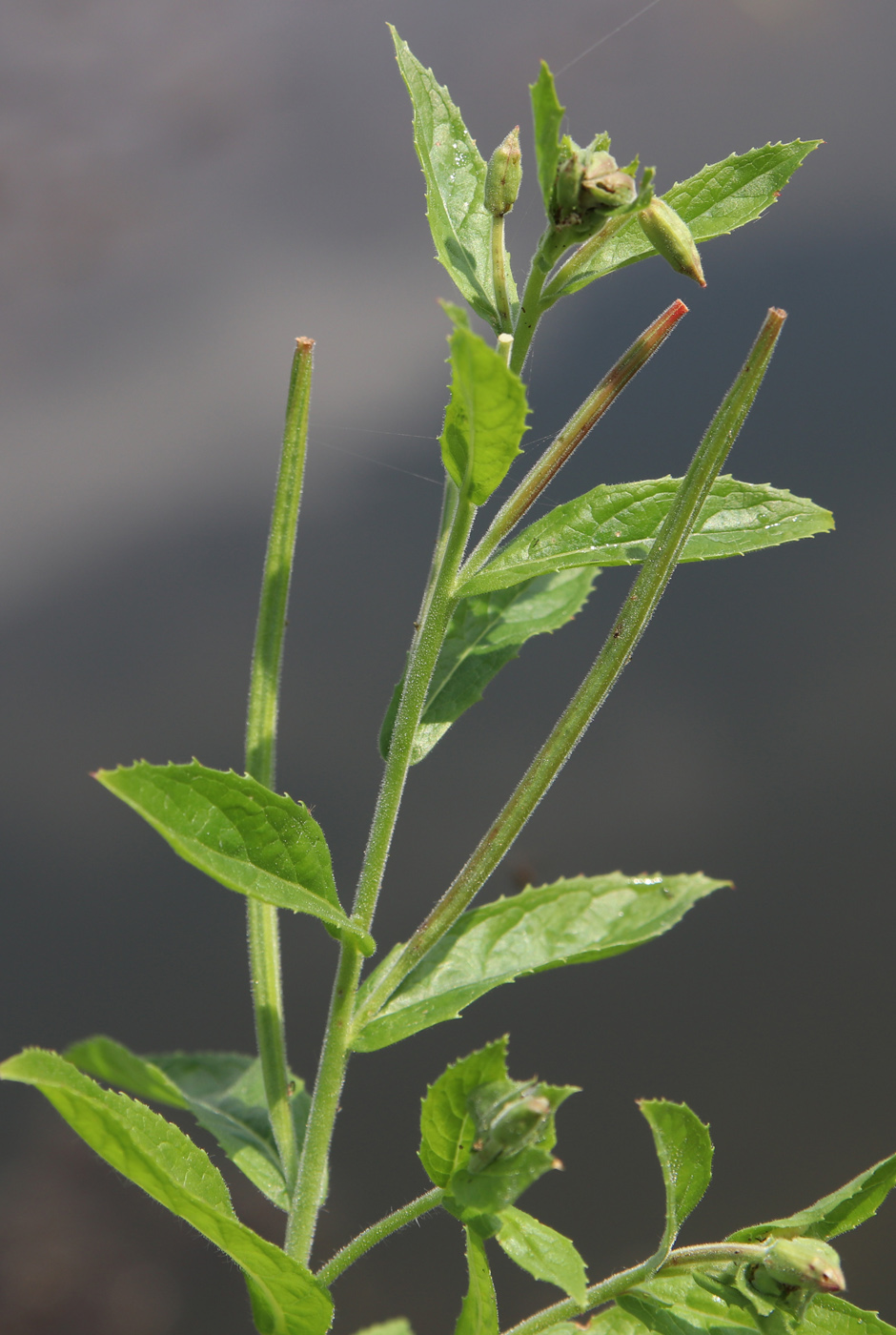 Изображение особи Epilobium hirsutum.