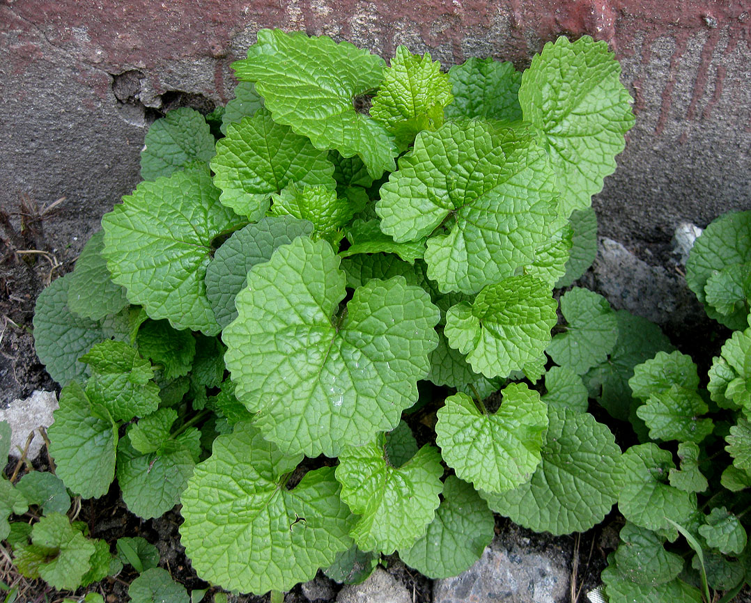 Image of Alliaria petiolata specimen.