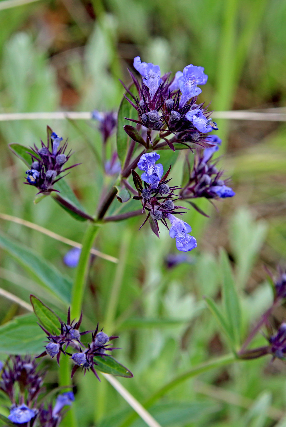 Image of Nepeta ucranica specimen.