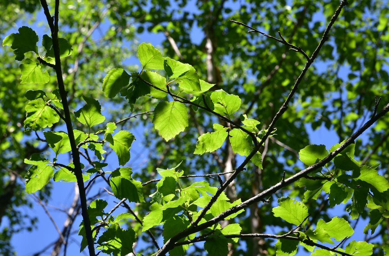 Image of genus Betula specimen.
