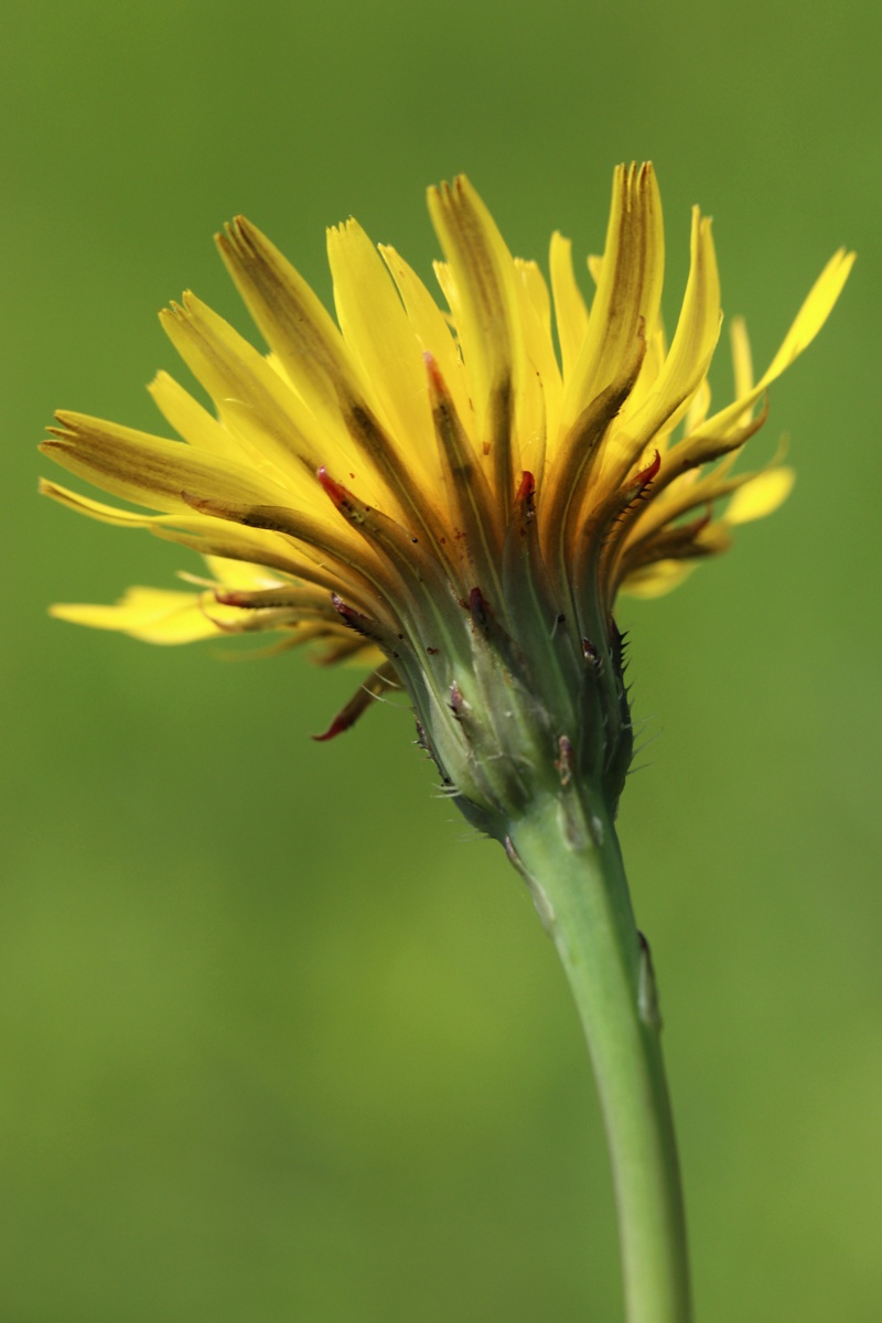 Изображение особи Hypochaeris radicata.
