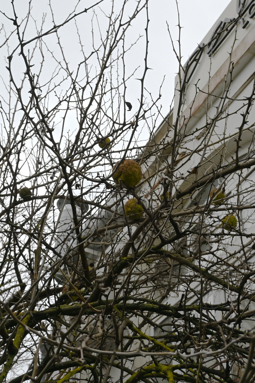 Image of Maclura pomifera specimen.