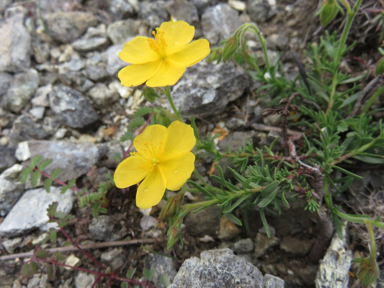 Image of Fumana bonapartei specimen.