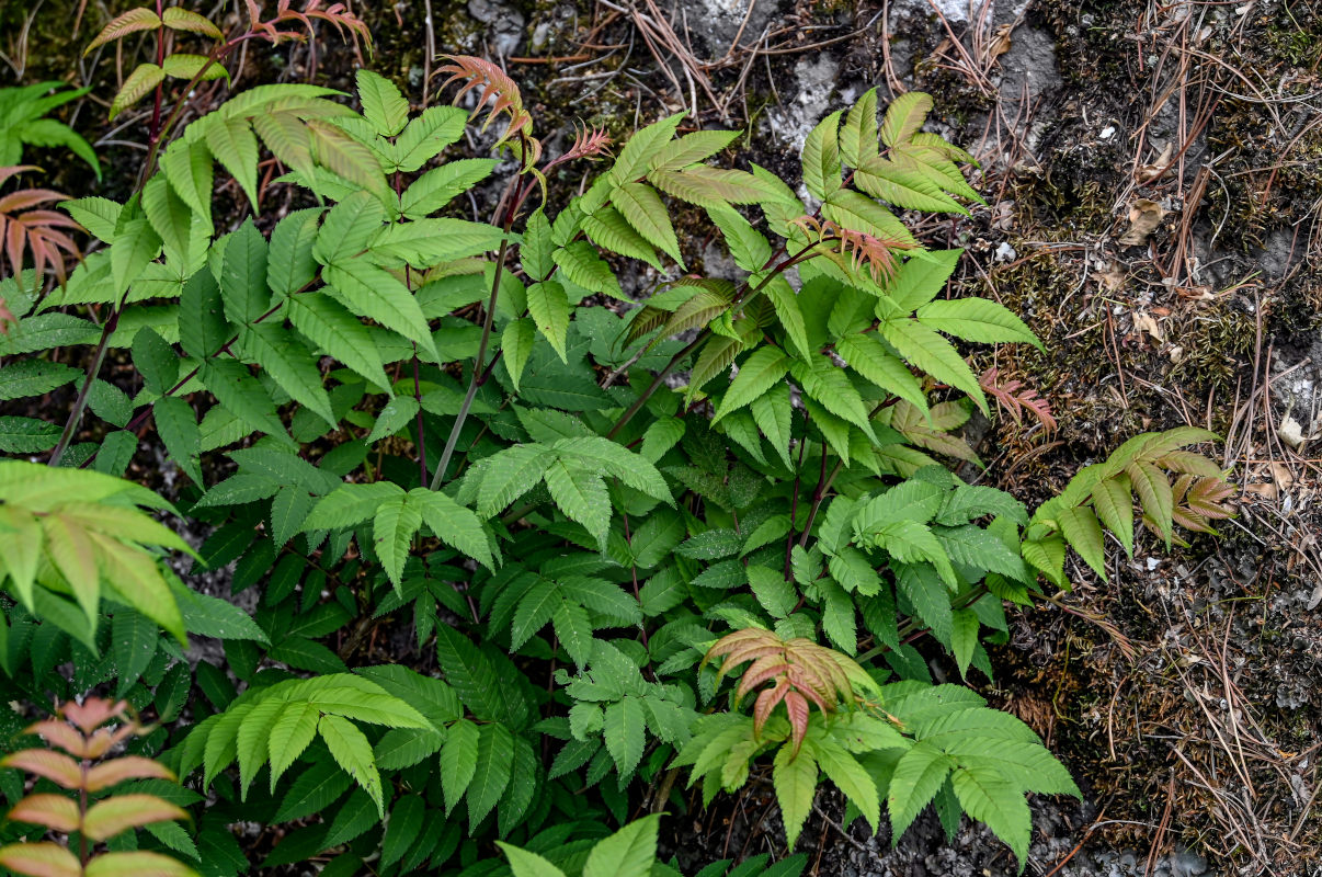 Image of Sorbaria kirilowii specimen.