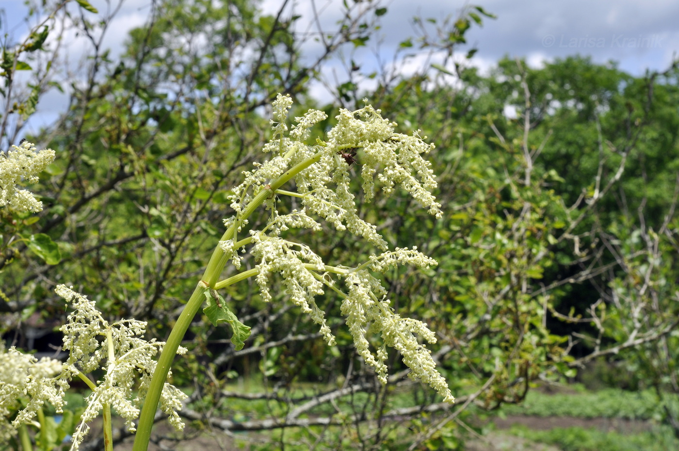Image of Rheum rhabarbarum specimen.