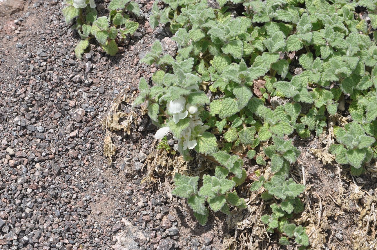 Изображение особи Lamium tomentosum.