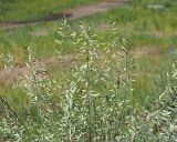 Festuca polesica. Верхушки цветоносных побегов. Ульяновская обл., Мелекесский р-н, окр. с. Лебяжье, сосновый бор на дюнах, вырубка под ЛЭП. 09.06.2024.