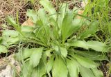 Bellis sylvestris