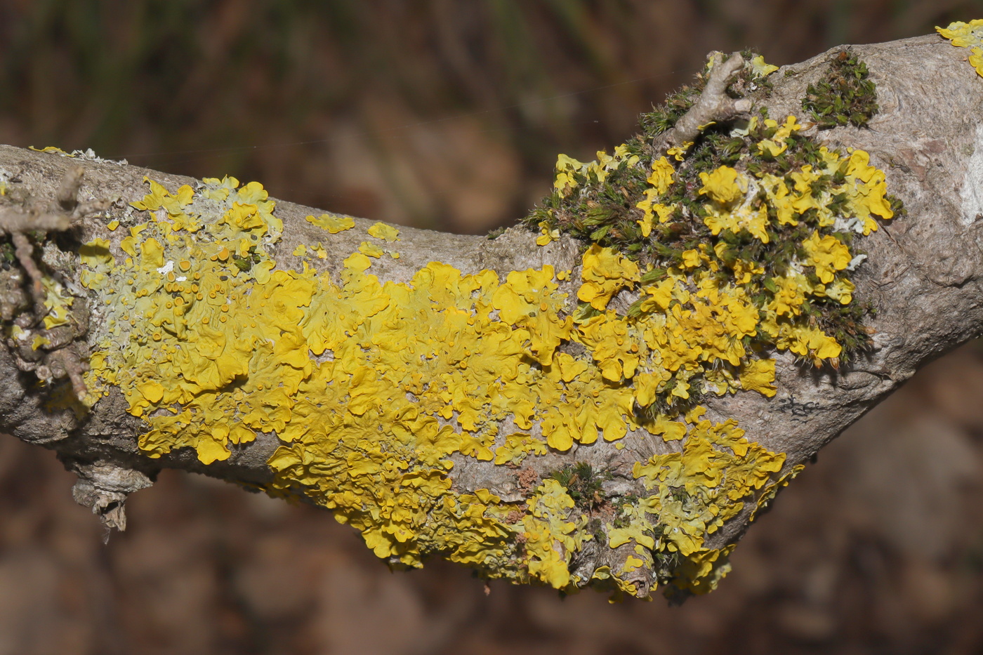 Image of Xanthoria parietina specimen.