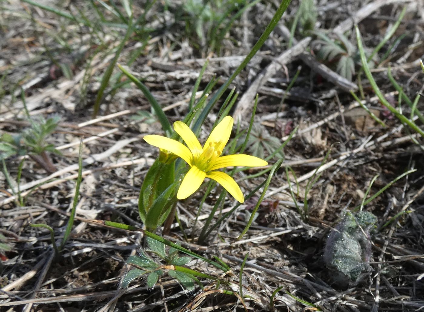 Image of Gagea filiformis specimen.